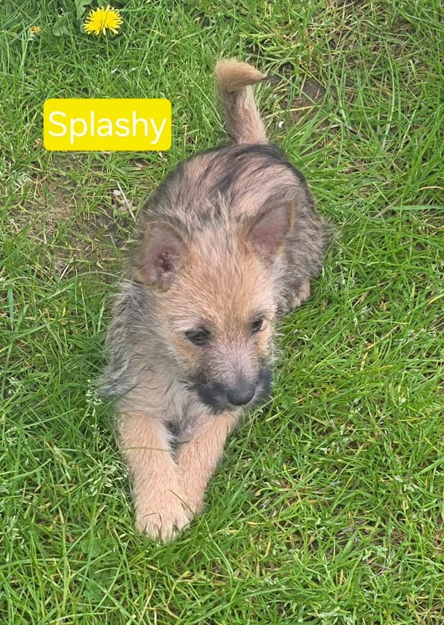 Cairn Terrier Puppies media 7