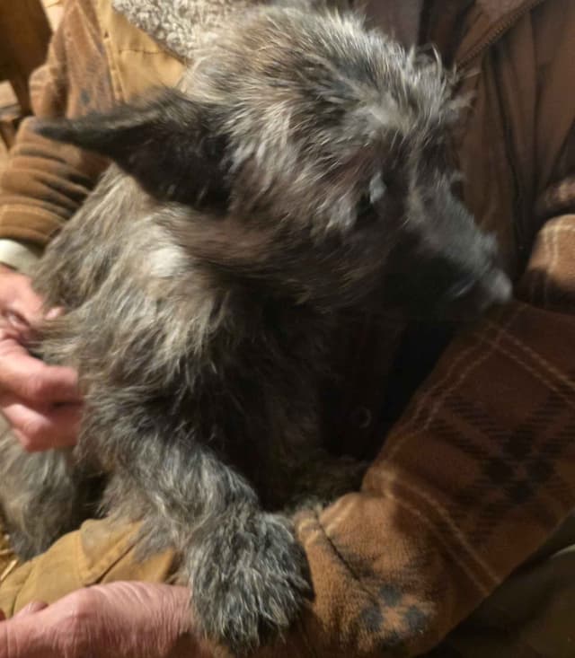 Cairn Terrier Puppies media 12