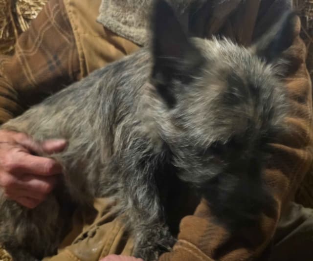 Cairn Terrier Puppies media 11