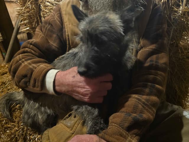 Cairn Terrier Puppies media 2