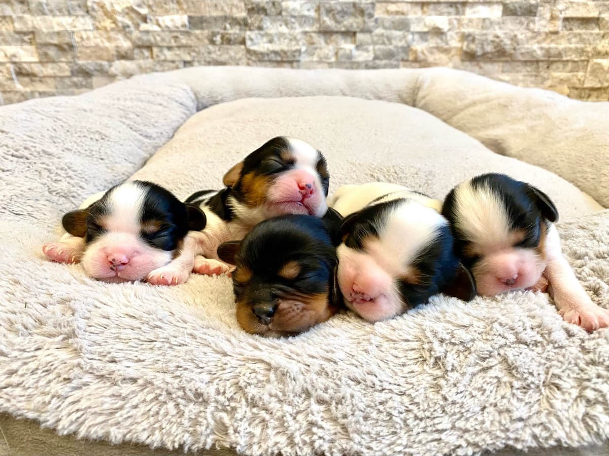 Cavalier King Charles Spaniel Puppies breeder image 1