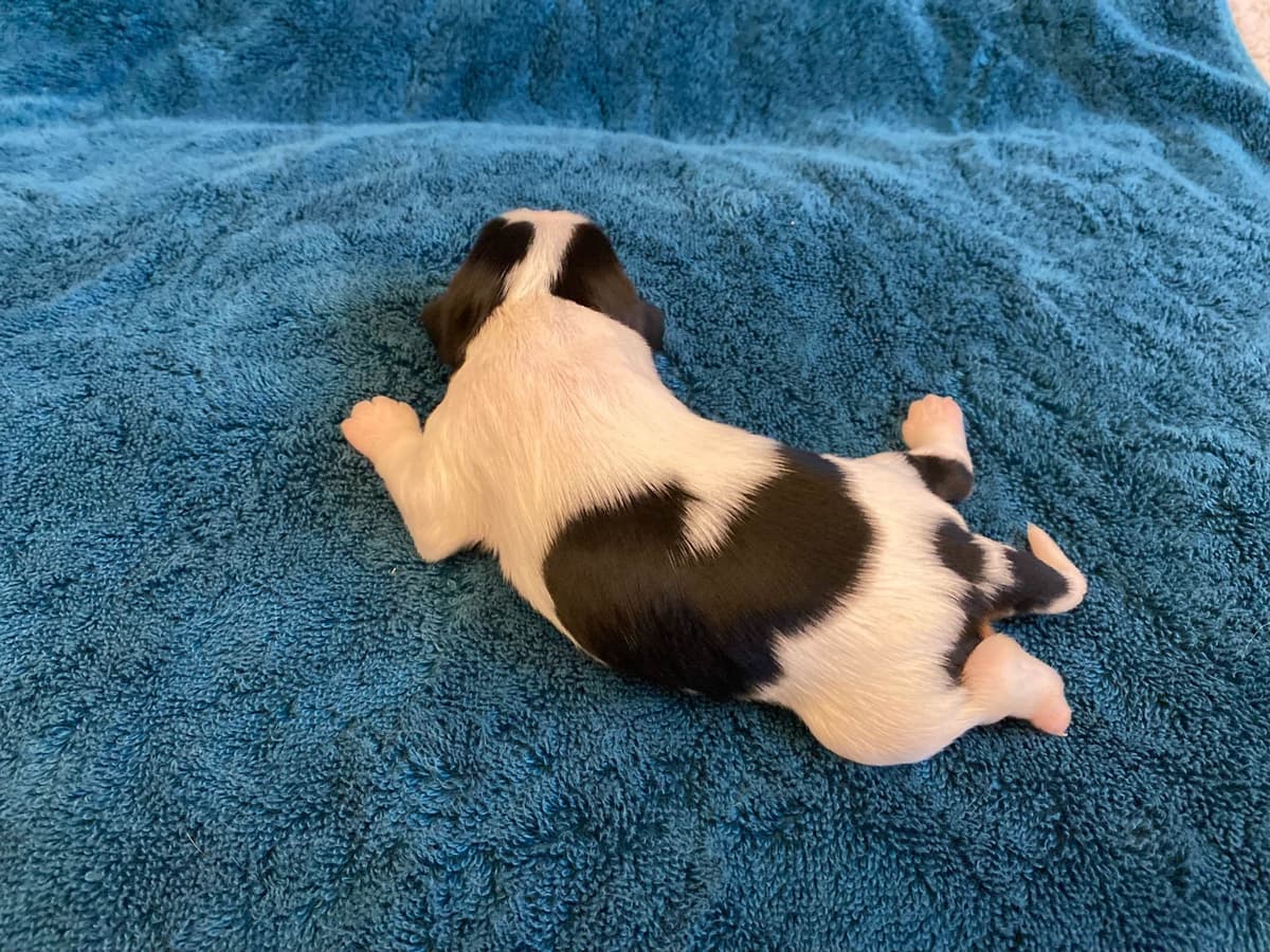 Cavalier King Charles Spaniel Puppies breeder image 3