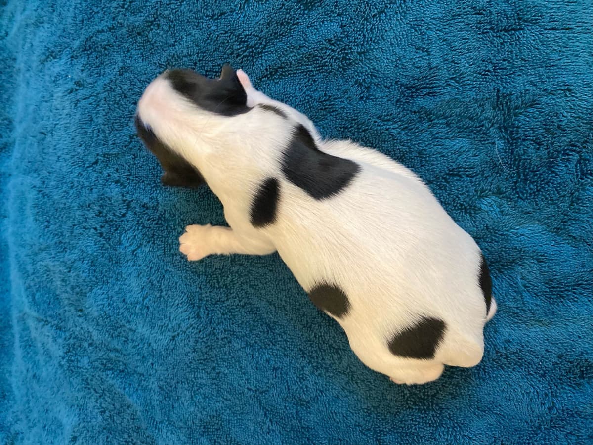 Cavalier King Charles Spaniel Puppies breeder image 4