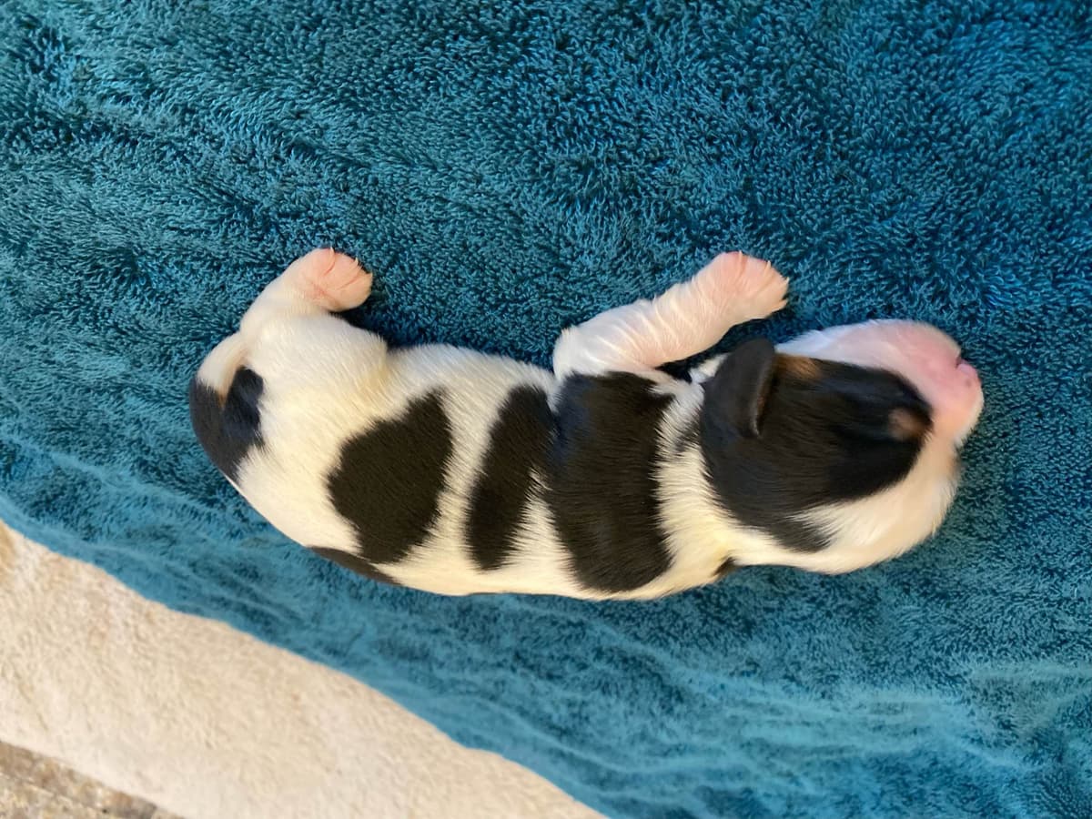 Cavalier King Charles Spaniel Puppies breeder image 6