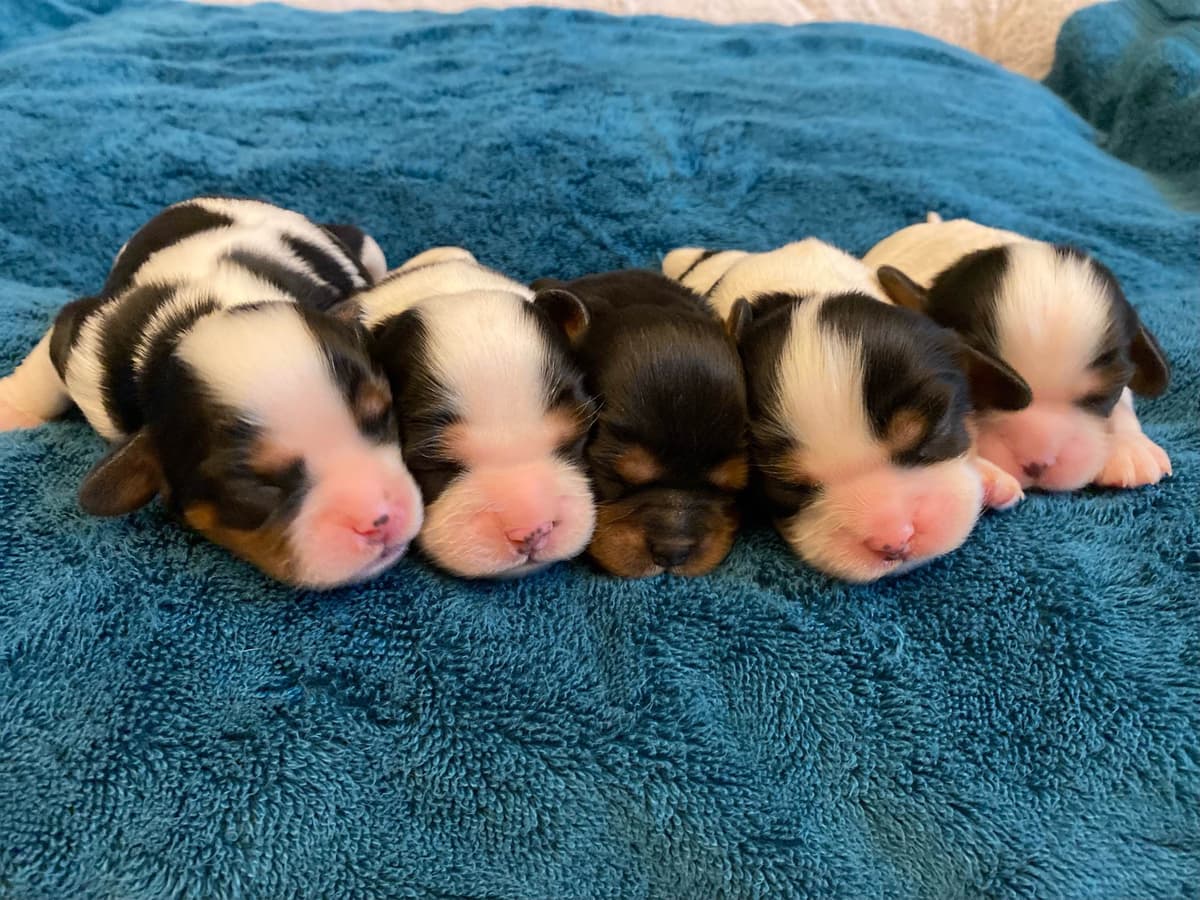 Cavalier King Charles Spaniel Puppies breeder image 7