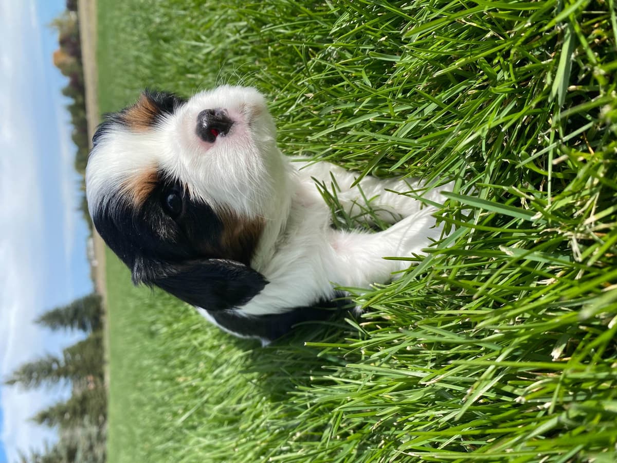 Cavalier King Charles Spaniel Puppies breeder image 8