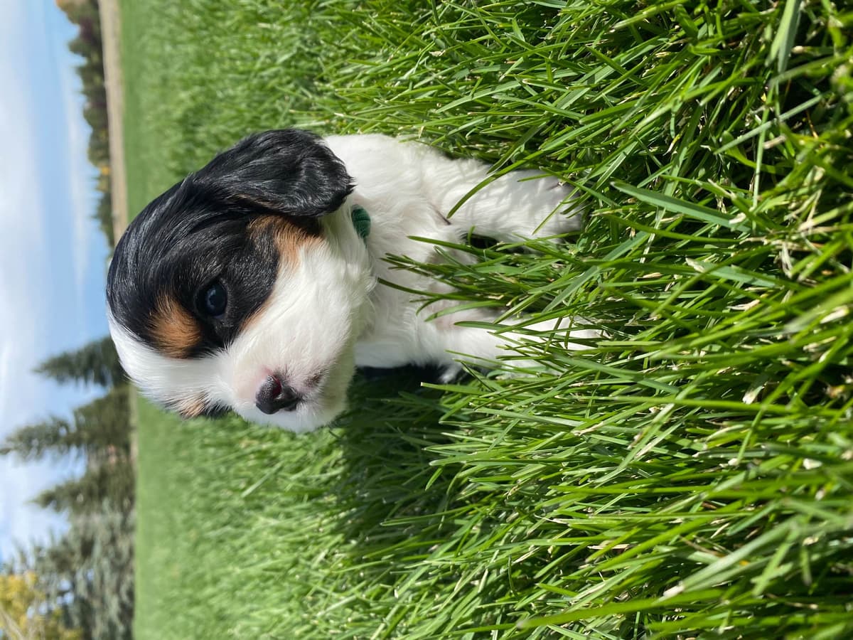 Cavalier King Charles Spaniel Puppies breeder image 9