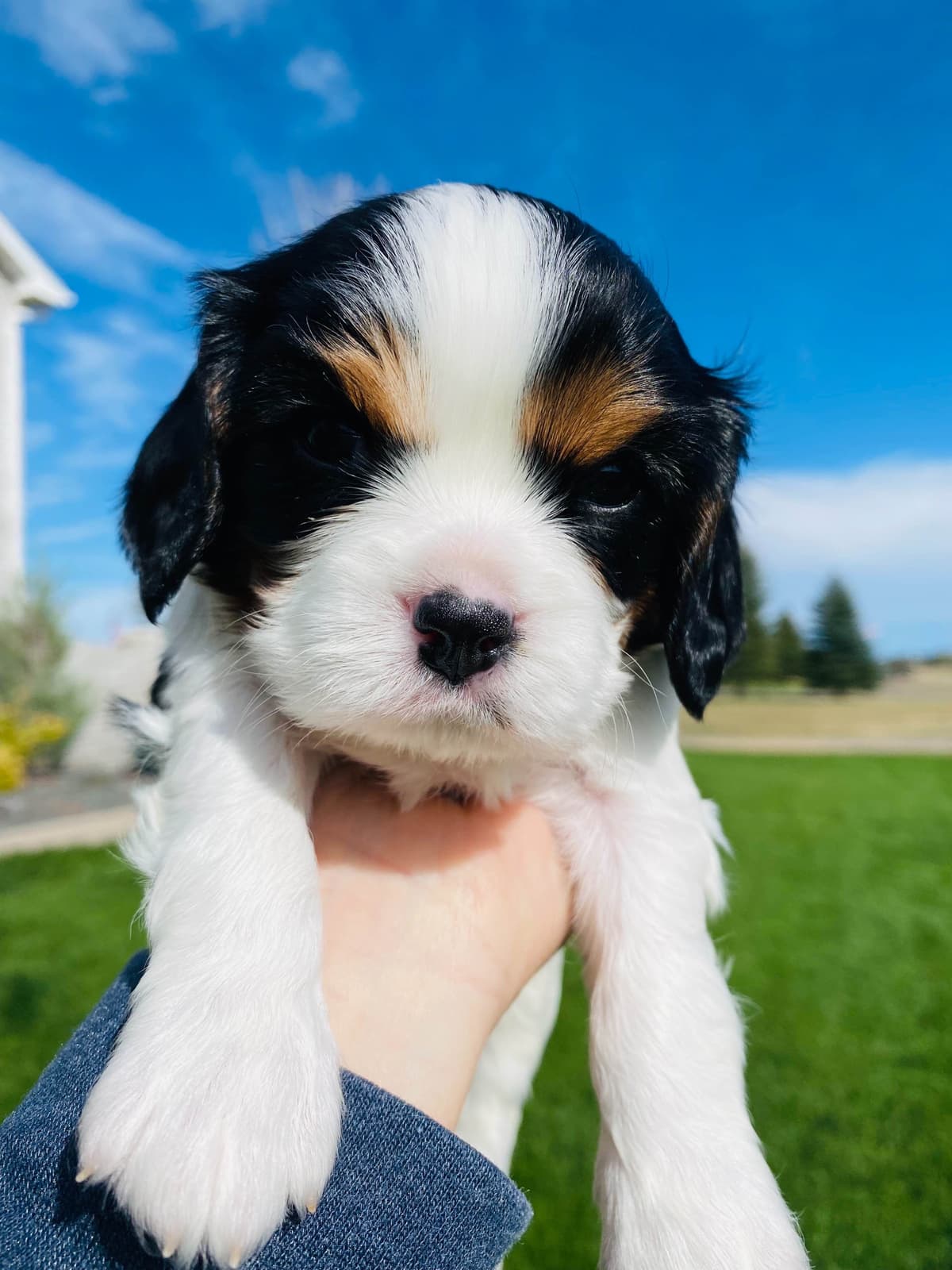 Cavalier King Charles Spaniel Puppies breeder image 11