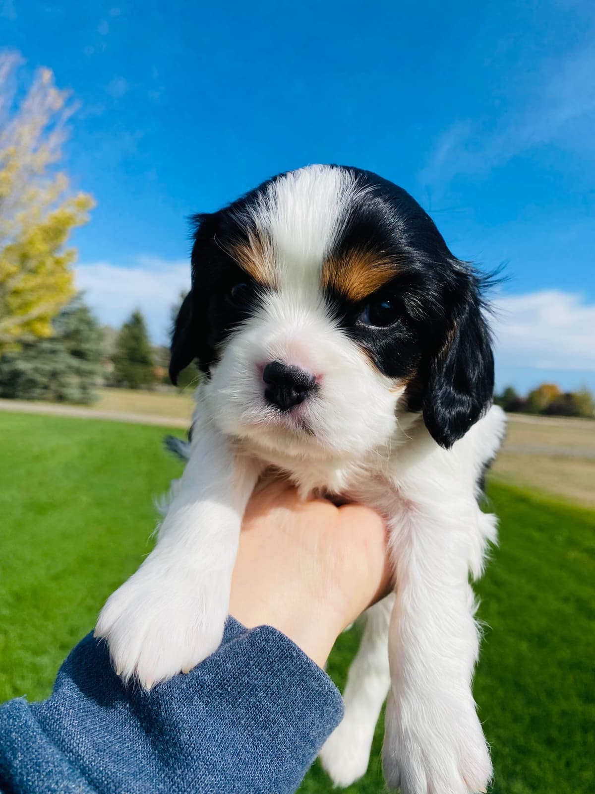Cavalier King Charles Spaniel Puppies breeder image 10