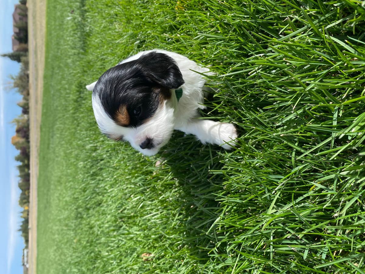 Cavalier King Charles Spaniel Puppies breeder image 12