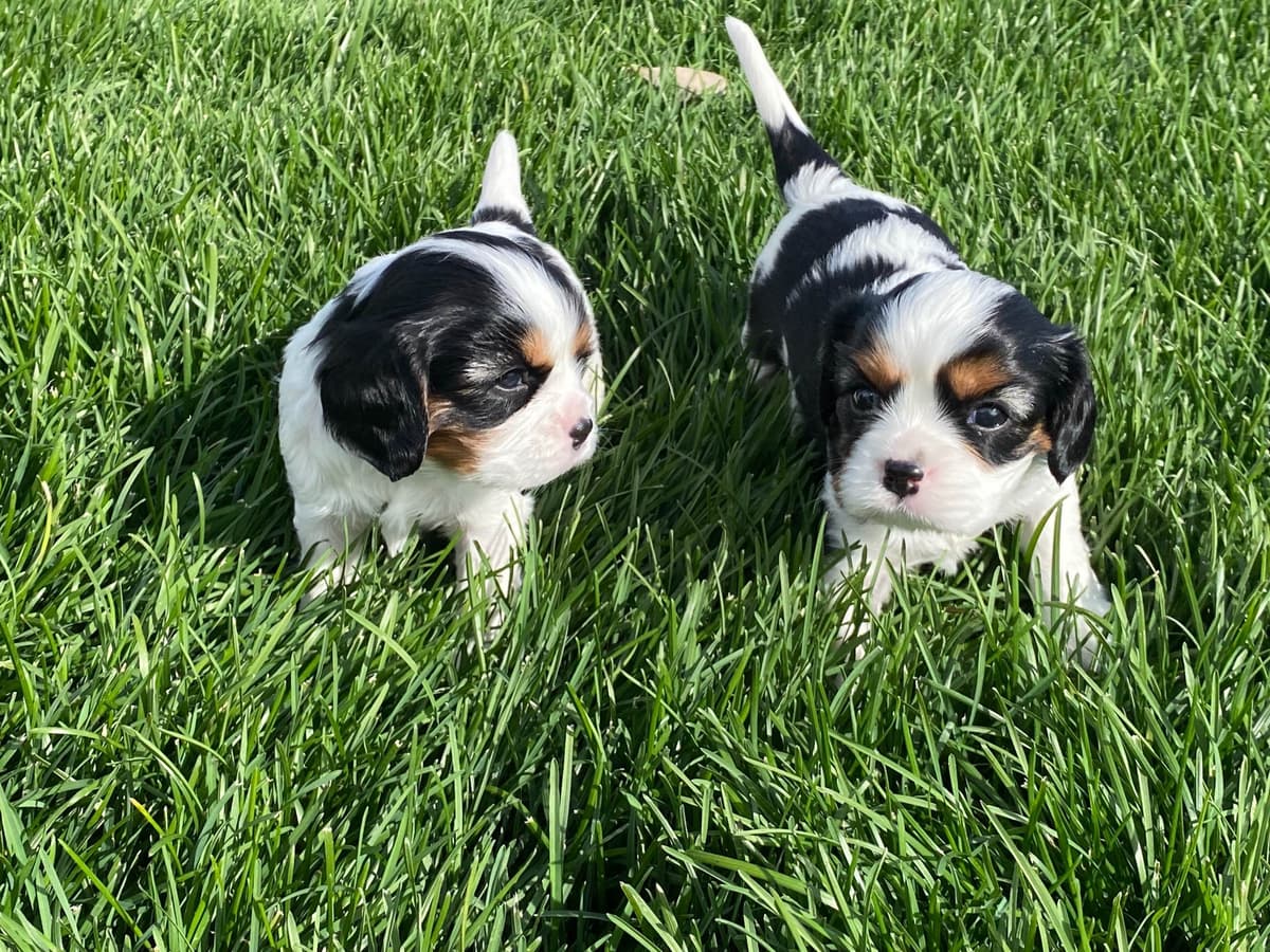 Cavalier King Charles Spaniel Puppies breeder image 14