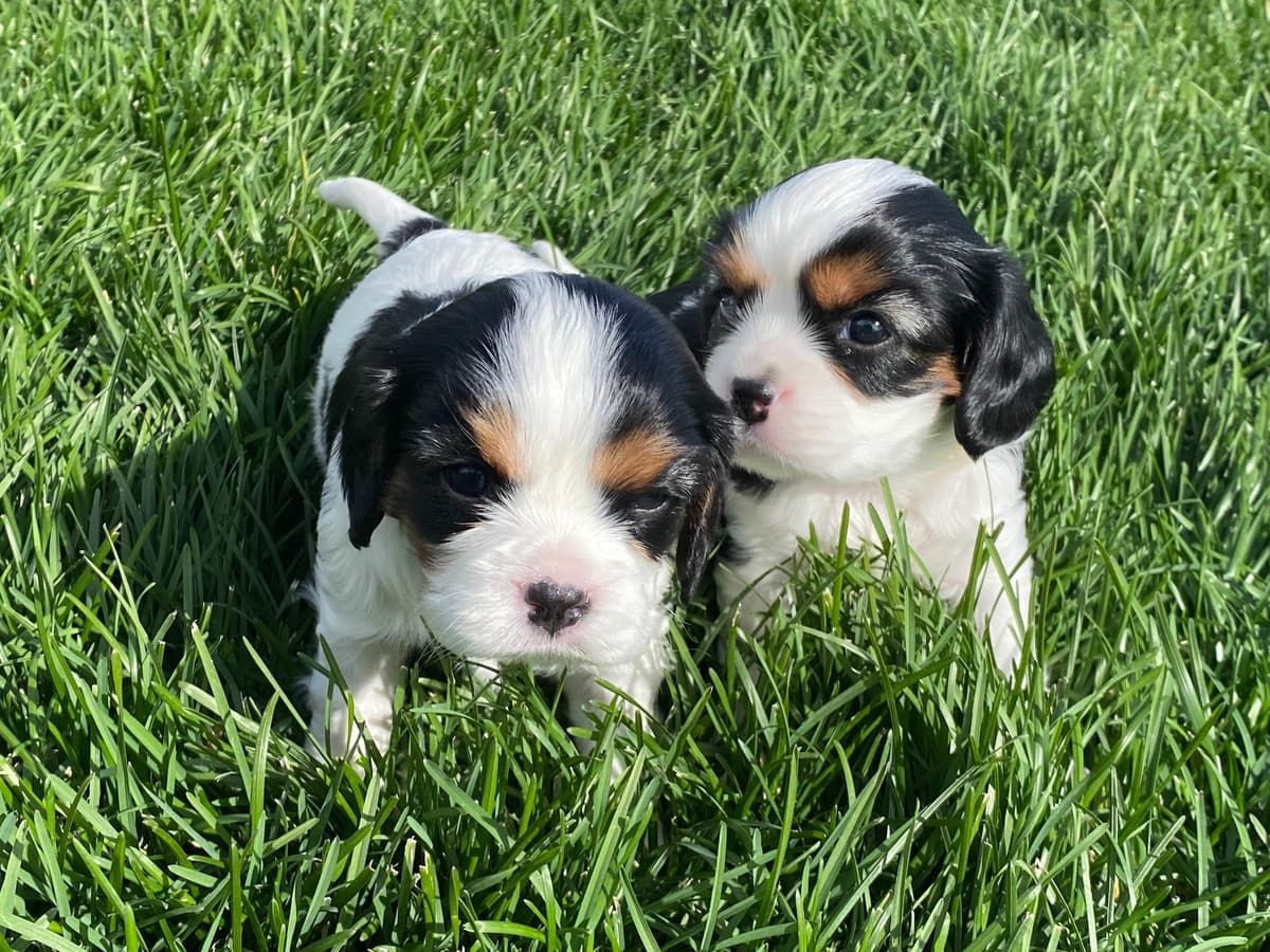 Cavalier King Charles Spaniel Puppies breeder image 13