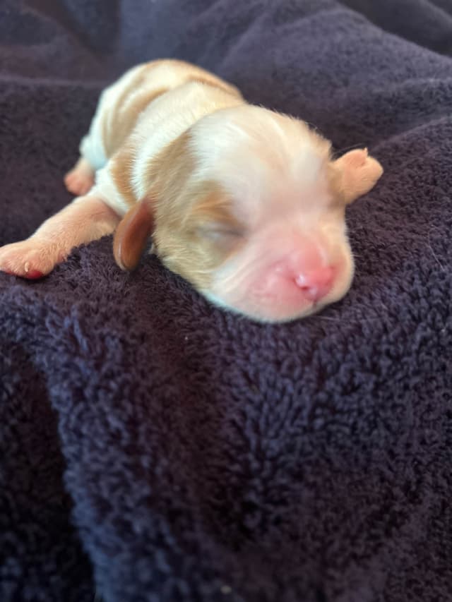 Cavalier King Charles Spaniel Puppies media 2