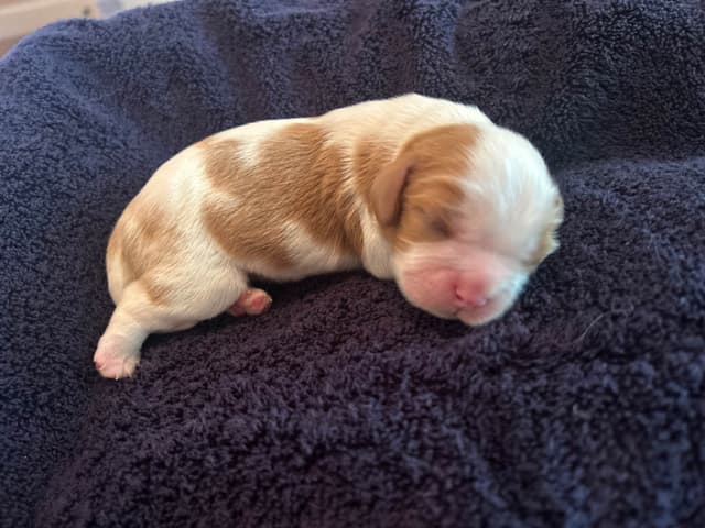 Cavalier King Charles Spaniel Puppies media 3