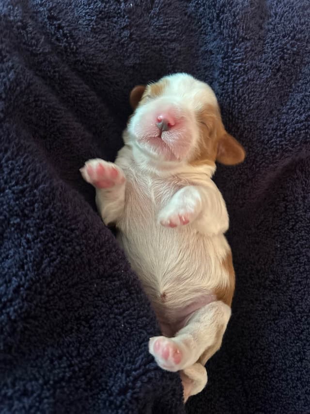 Cavalier King Charles Spaniel Puppies media 4