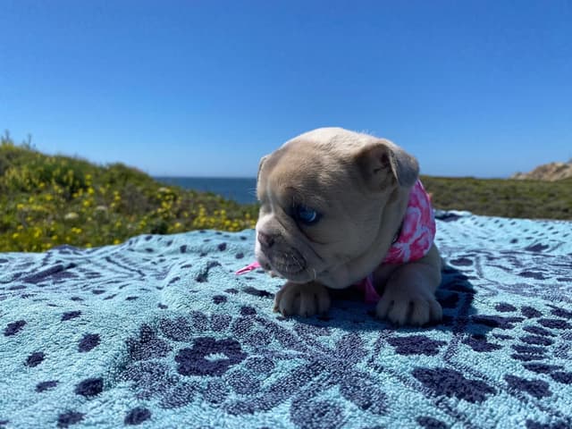 French Bulldog Puppy media 8