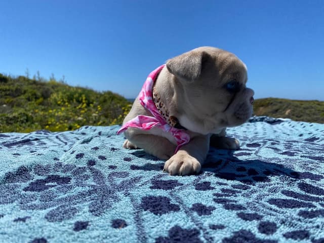 French Bulldog Puppy media 10