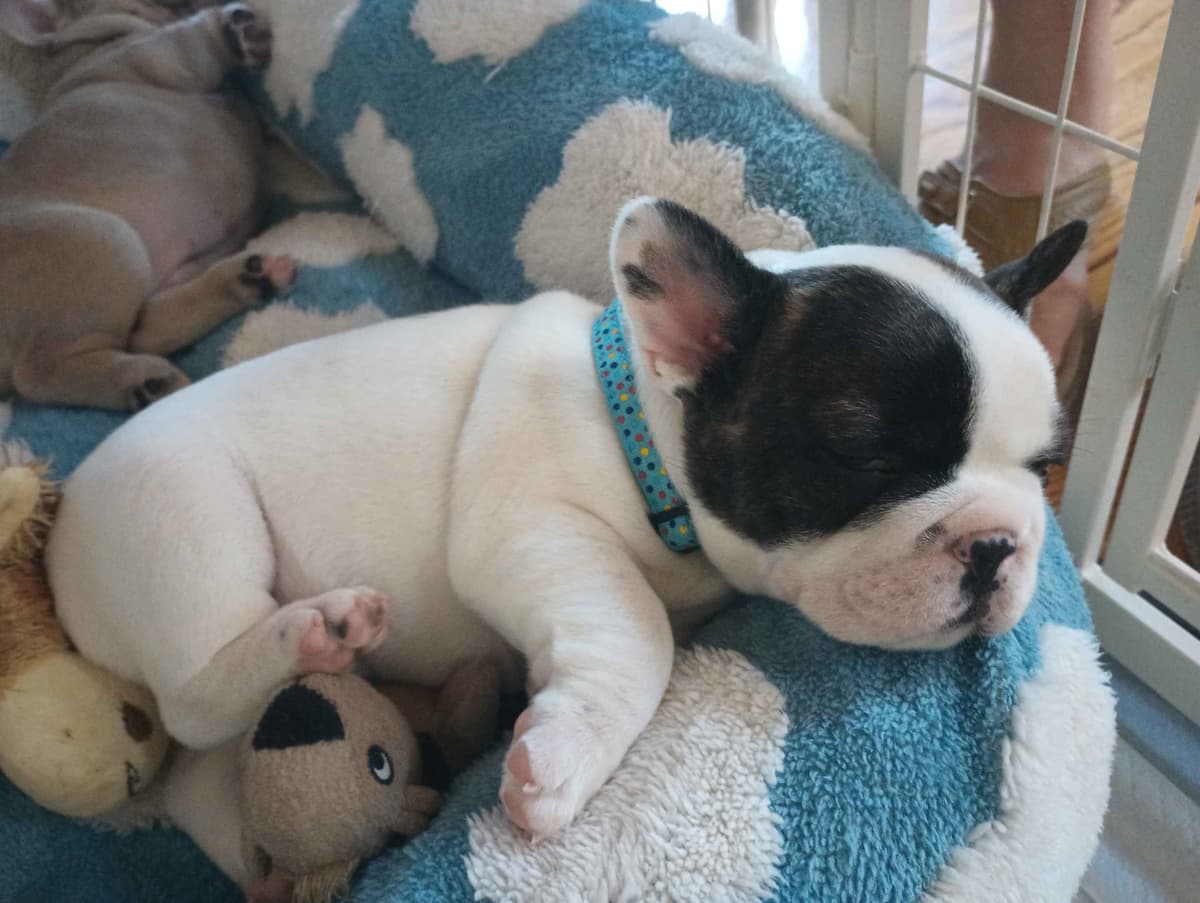 French Bulldog Puppy breeder image 1