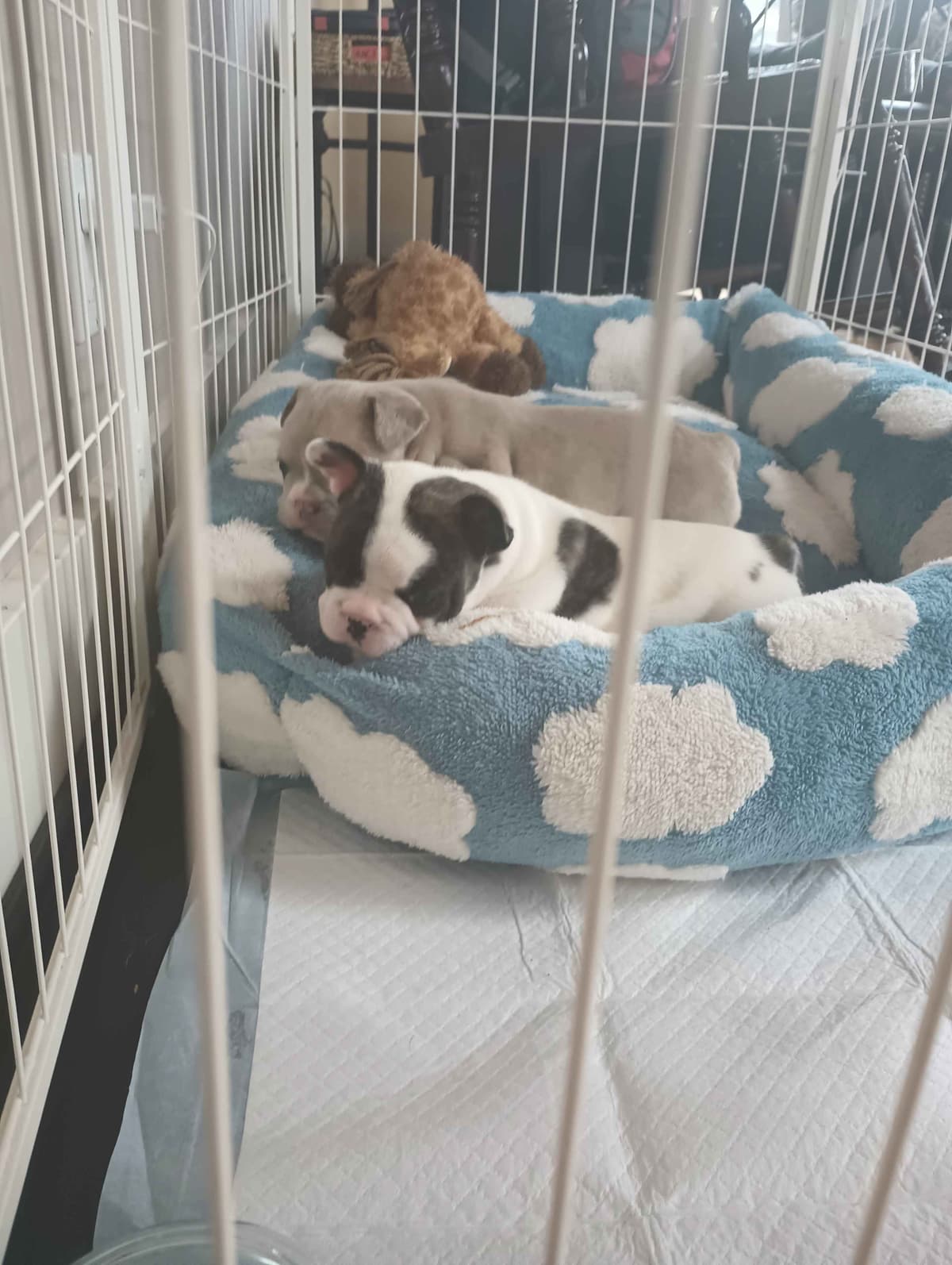 French Bulldog Puppy breeder image 2