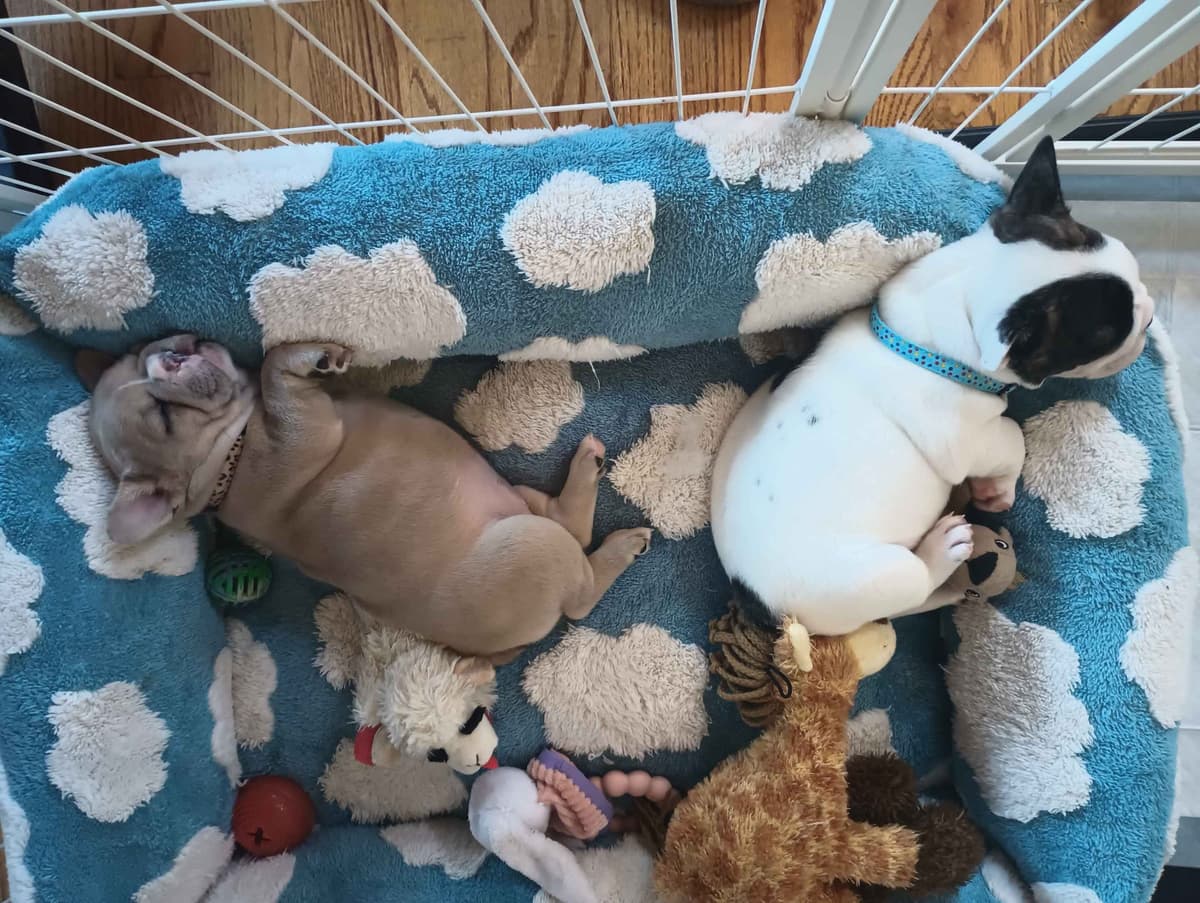 French Bulldog Puppy breeder image 3