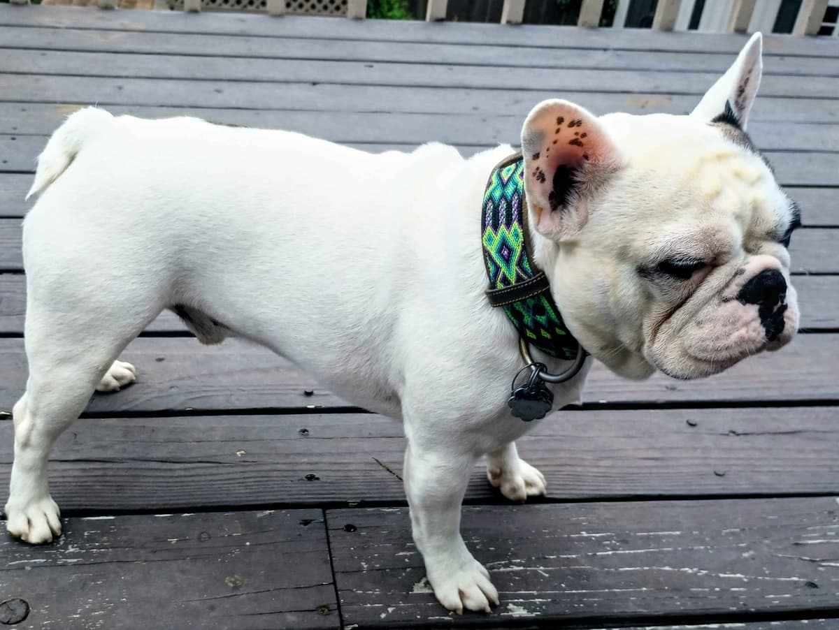 French Bulldog Puppy breeder image 4