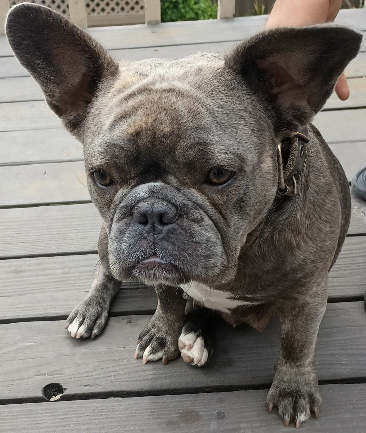 French Bulldog Puppy breeder image 5