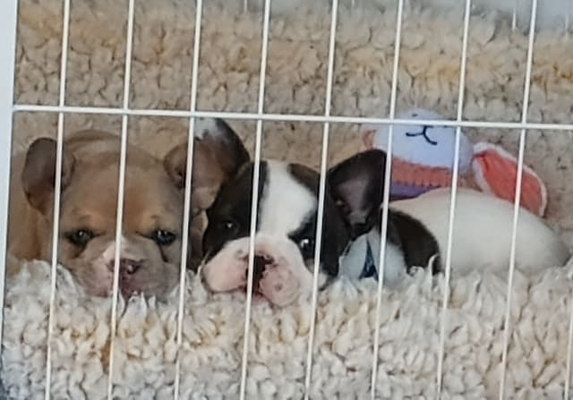 French Bulldog Puppy media 14