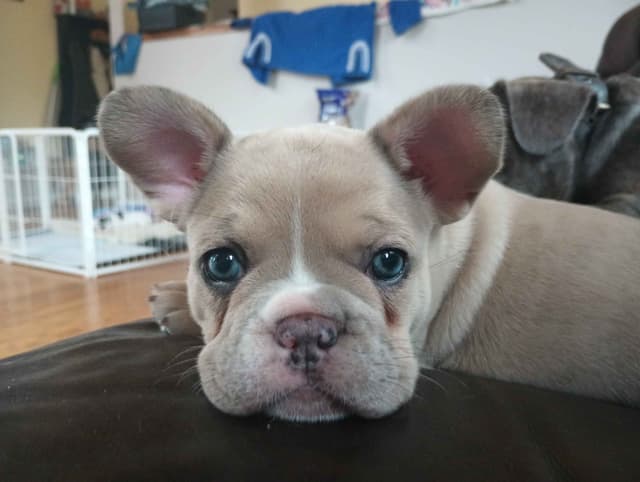 French Bulldog Puppy media 7