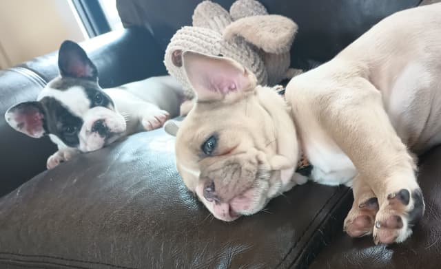 French Bulldog Puppy media 9