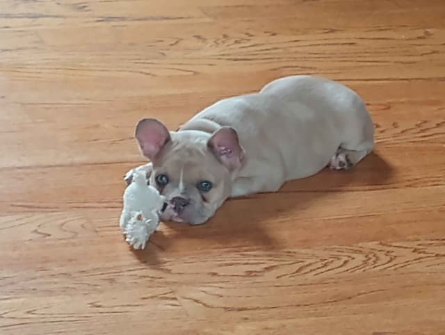 French Bulldog Puppy media 11