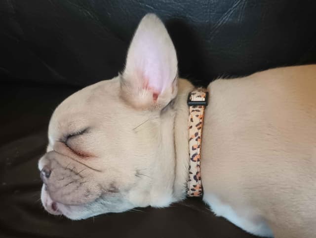 French Bulldog Puppy media 12
