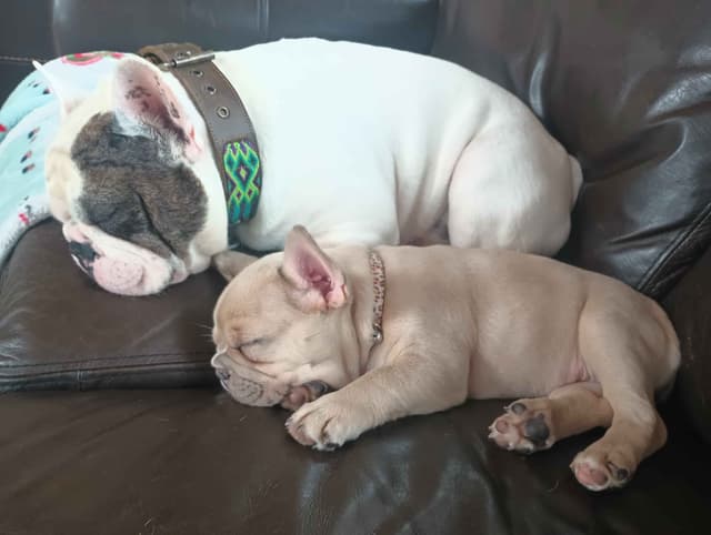 French Bulldog Puppy media 13