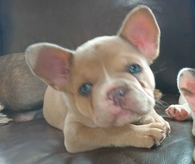 French Bulldog Puppy media 6