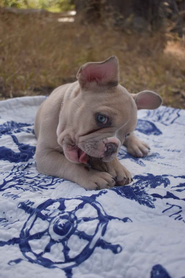 French Bulldog Puppy media 2