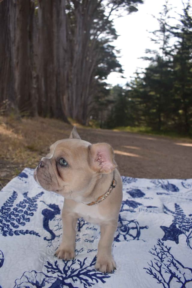 French Bulldog Puppy media 4