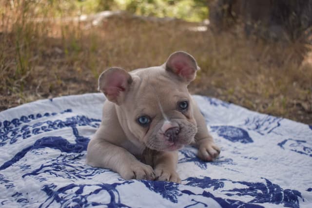 French Bulldog Puppy media 3