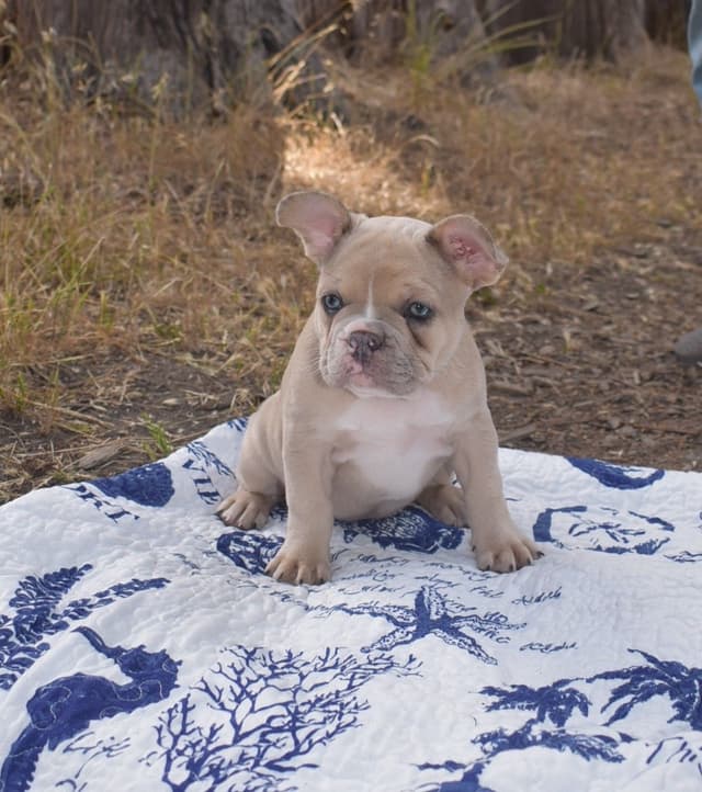 French Bulldog Puppy media 5