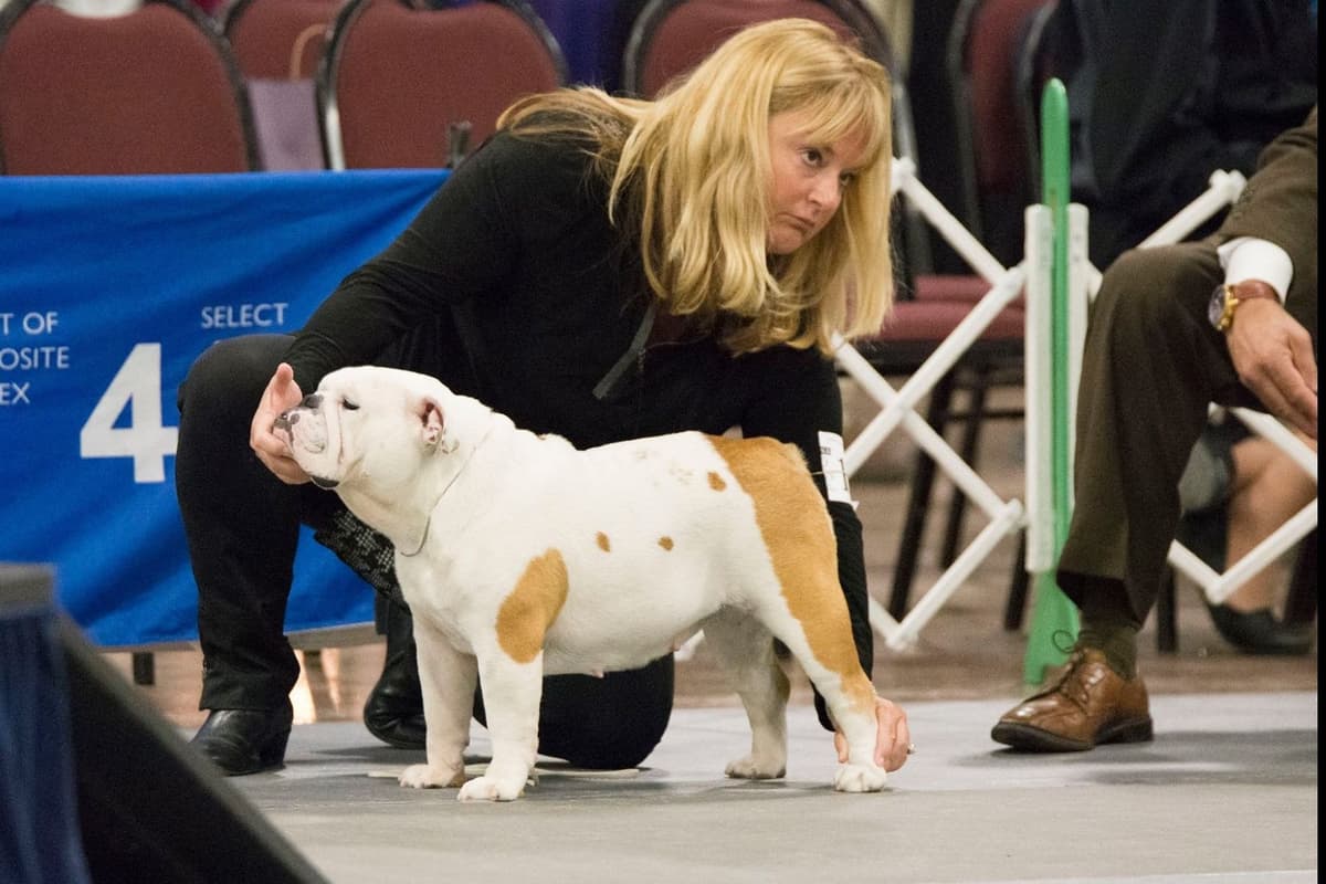 Norse Mythology Litter breeder image 5
