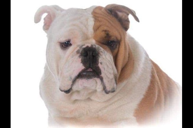 Norse Mythology Litter breeder image 6