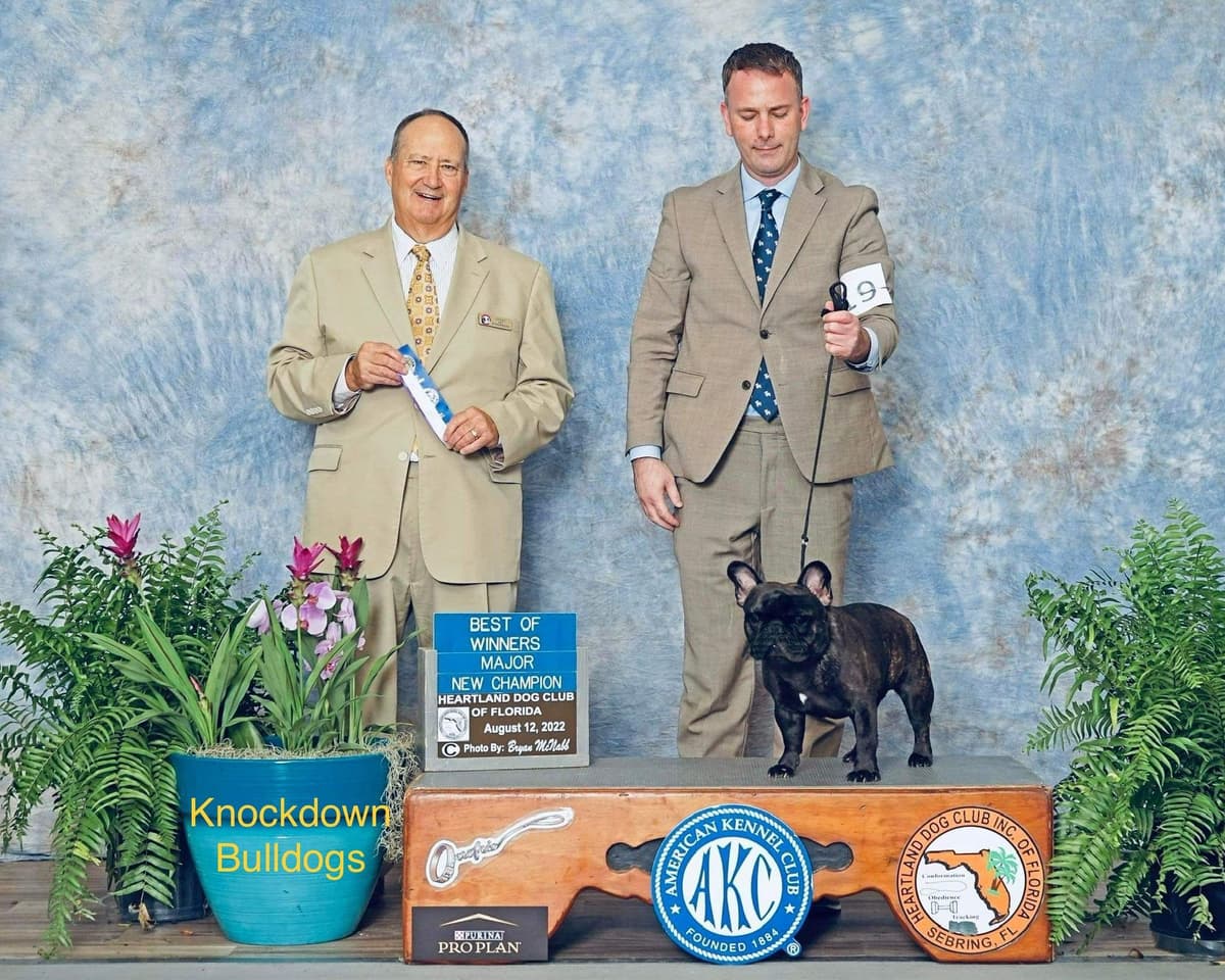 Norse Mythology Litter breeder image 13