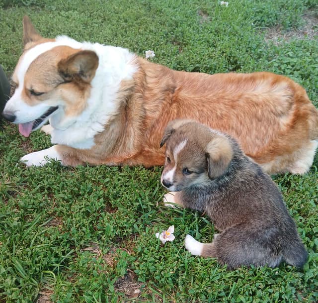 Pembroke Welsh Corgi Puppies media 2