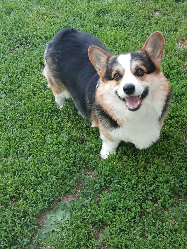 Pembroke Welsh Corgi Puppies media 3