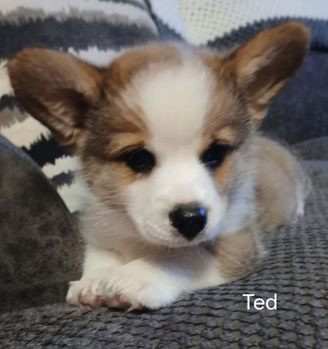 Pembroke Welsh Corgi Puppies media 4