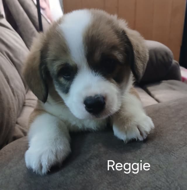 Pembroke Welsh Corgi Puppies media 5