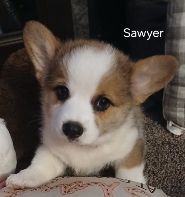 Pembroke Welsh Corgi Puppies media 7