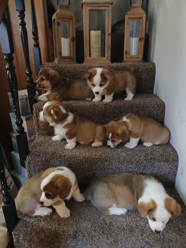Pembroke Welsh Corgi Puppies media 9