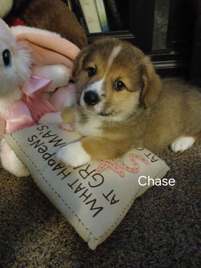 Pembroke Welsh Corgi Puppies media 10