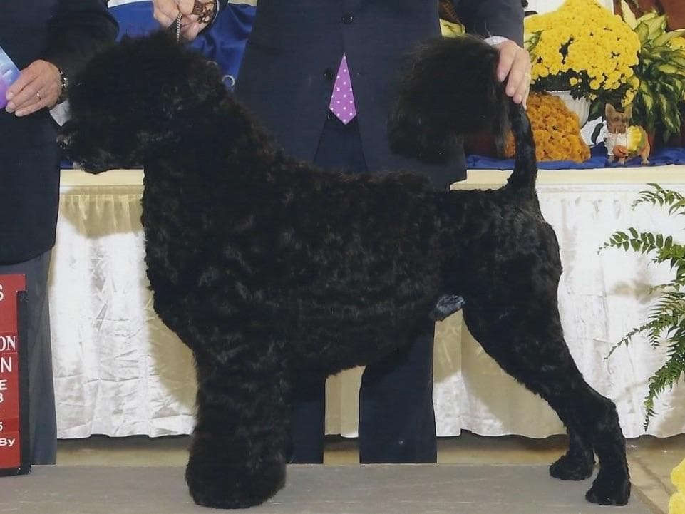 Portuguese Water Dog Puppies Born 3/18, Available May 2026 breeder image 7