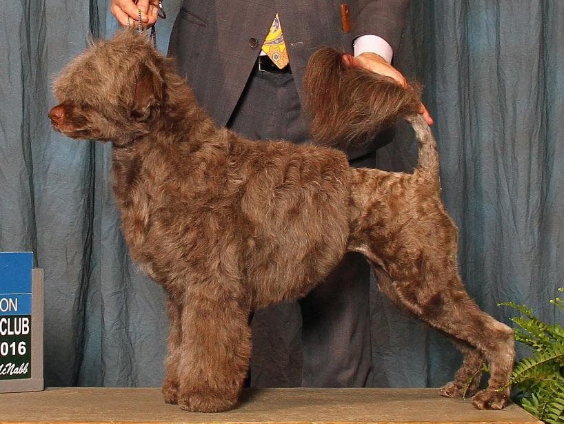 Portuguese Water Dog Puppies Born 3/18, Available May 2026 breeder image 6