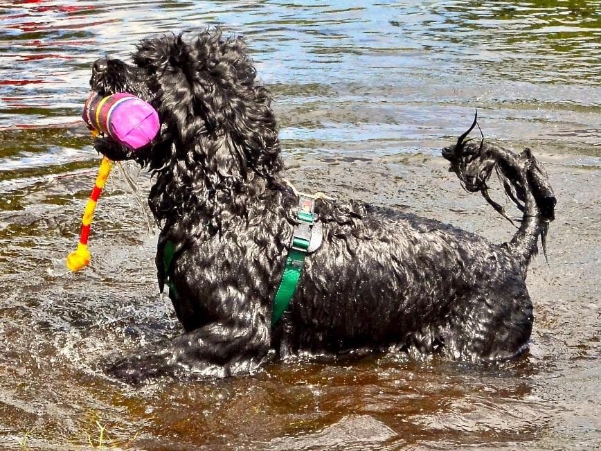 Portuguese Water Dog Puppies Born 3/18, Available May 2026 breeder image 5